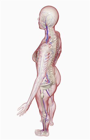 female human skeleton backside - The vascular system Stock Photo - Premium Royalty-Free, Code: 671-02102362