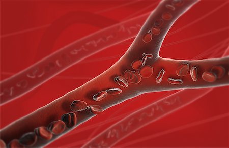 red blood cell - Capillary blood vessels Stock Photo - Premium Royalty-Free, Code: 671-02102405