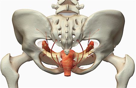 female human skeleton backside - The female reproductive system Stock Photo - Premium Royalty-Free, Code: 671-02102530