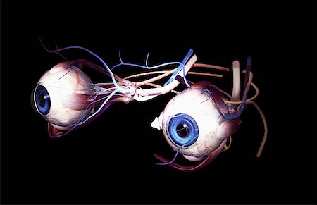 simsearch:671-02101092,k - External anatomy of the eyes Stock Photo - Premium Royalty-Free, Code: 671-02102584