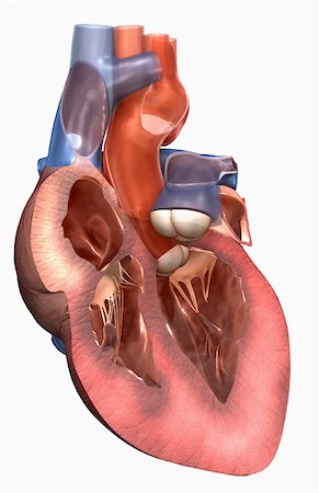 Sectional anatomy of the heart Stock Photo - Premium Royalty-Free, Code: 671-02102669