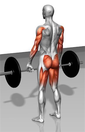 Barbell deadlift (Part 1 of 2) Stock Photo - Premium Royalty-Free, Code: 671-02102713