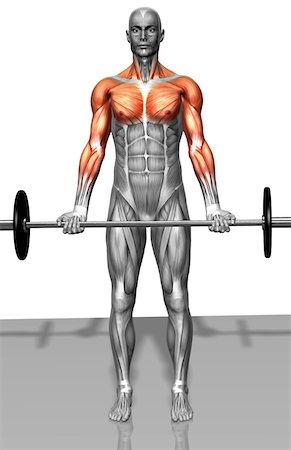 deltoid - Biceps curl (Part 2 of 2) Stock Photo - Premium Royalty-Free, Code: 671-02102733