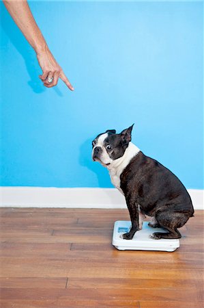 stay - Dog sitting on scales Stock Photo - Premium Royalty-Free, Code: 673-06025320