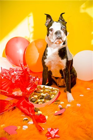 party favor - Dog with valentine box of candy Stock Photo - Premium Royalty-Free, Code: 673-06025331