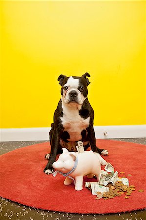Boston terrier with piggy bank Stock Photo - Premium Royalty-Free, Code: 673-06025408