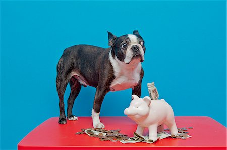 Dog standing on red table with piggy bank Stock Photo - Premium Royalty-Free, Code: 673-06025544