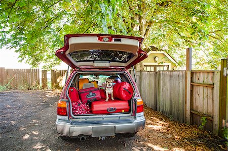 dog car - Dog sits atop luggage piled into a packed car Stock Photo - Premium Royalty-Free, Code: 673-08139142