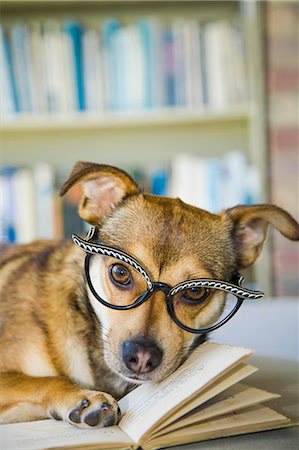 Dog wearing glasses poses with a book Stock Photo - Premium Royalty-Free, Code: 673-08139169