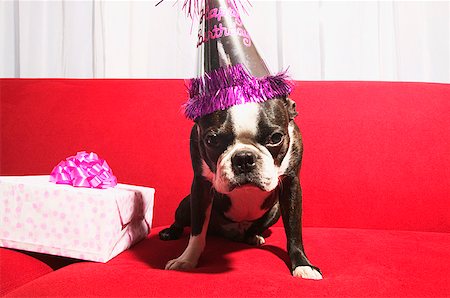 simsearch:673-03826592,k - Dog celebrating a birthday Stock Photo - Premium Royalty-Free, Code: 673-02139007