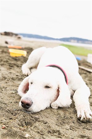 simsearch:673-02138072,k - Dog sleeping on the beach Stock Photo - Premium Royalty-Free, Code: 673-02139127