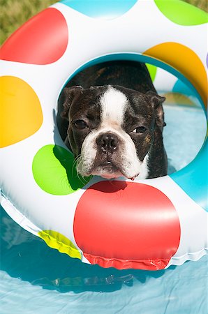 simsearch:673-02138072,k - Boston Terrier wearing life preserver Stock Photo - Premium Royalty-Free, Code: 673-02139253