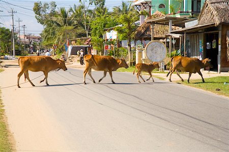 Cows crossing the road in Vietnamese town Stock Photo - Premium Royalty-Free, Code: 673-02140704