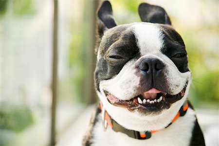 silly dog - Closeup of a happy dog Stock Photo - Premium Royalty-Free, Code: 673-02140879
