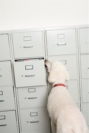 Dog opening file drawer Stock Photo - Premium Royalty-Free, Code: 673-02141187
