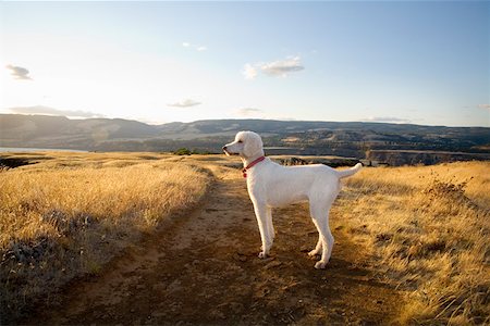 Dog standing alone on dirt path Stock Photo - Premium Royalty-Free, Code: 673-02141472