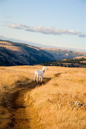 facing away - Dog standing on dirt trail Stock Photo - Premium Royalty-Free, Code: 673-02141627