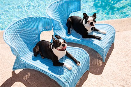 Dogs relaxing by pool Stock Photo - Premium Royalty-Free, Code: 673-02141641
