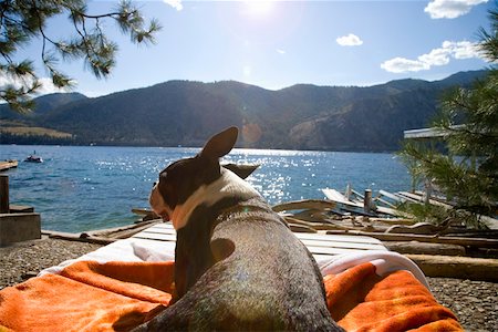 sun dogs - Dog resting on blanket by lake Foto de stock - Sin royalties Premium, Código: 673-02141659