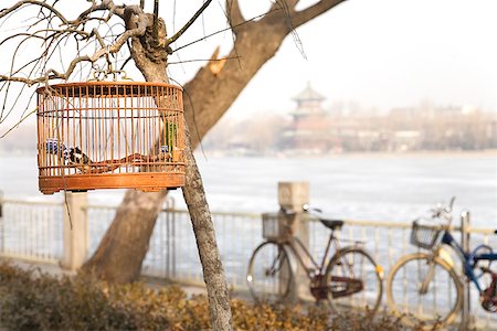 Birdcage hung in a tree, Beijing, China Stock Photo - Premium Royalty-Free, Code: 673-02142594