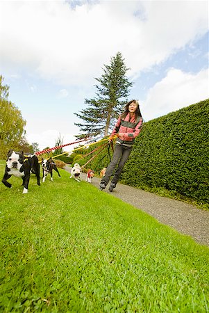 dog walker - Asian woman on rollerblades walking dogs Stock Photo - Premium Royalty-Free, Code: 673-02143497