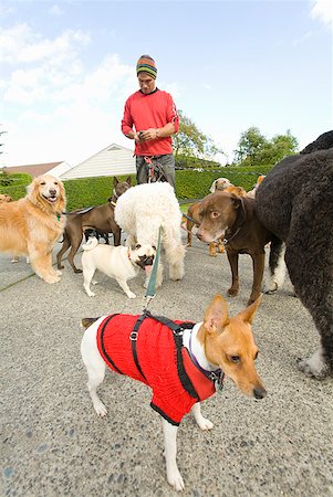 dog walker - Man on rollerblades walking dogs Stock Photo - Premium Royalty-Free, Code: 673-02143505