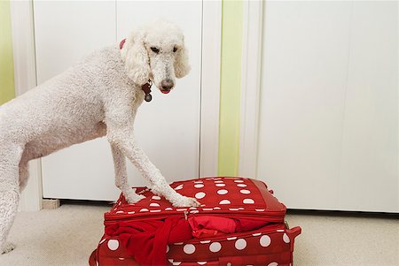 funny luggage - Poodle standing on polka dot patterned suitcase Stock Photo - Premium Royalty-Free, Code: 673-02216477