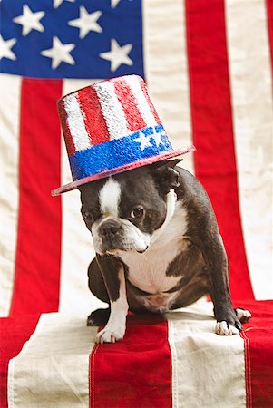 pennant flag - Patriotic Boston terrier dog in hat posing with American flag Foto de stock - Sin royalties Premium, Código: 673-02216550