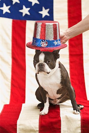 simsearch:673-02143767,k - Patriotic Boston terrier dog in hat posing with American flag Stock Photo - Premium Royalty-Free, Code: 673-02216551