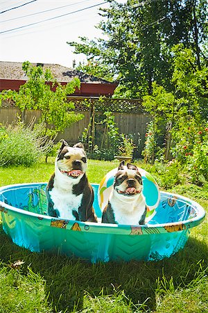 dog in heat - Two Boston Terriers panting in a wading pool Foto de stock - Sin royalties Premium, Código: 673-02386569