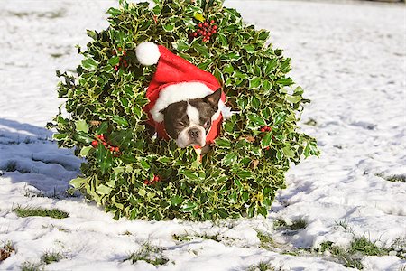 santa claus-mütze - Boston Terrier Hund trägt ein Weihnachtskranz Stockbilder - Premium RF Lizenzfrei, Bildnummer: 673-02801243