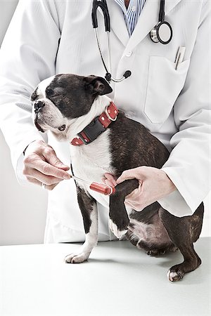 Veterinarian testing reflexes of a Boston Terrier dog Stock Photo - Premium Royalty-Free, Code: 673-02801351