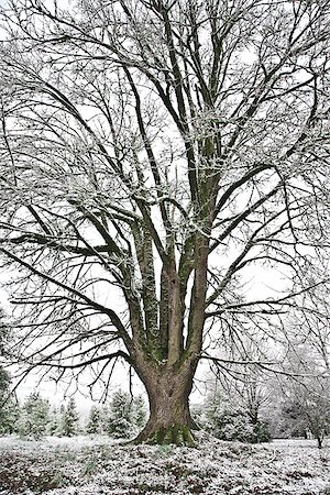 simsearch:673-02801432,k - Tall tree in winter with freshly fallen snow Stock Photo - Premium Royalty-Free, Code: 673-02801437