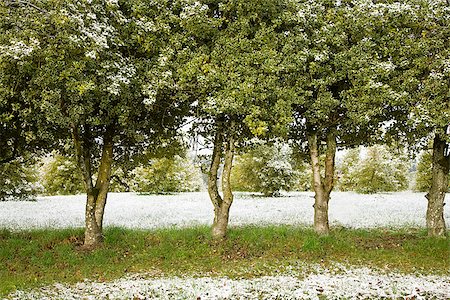 simsearch:673-02801432,k - Holly farm with trees and bushes lightly covered in snow Stock Photo - Premium Royalty-Free, Code: 673-02801444