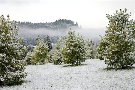 simsearch:673-02801432,k - Holly farm with trees and bushes lightly covered in snow Stock Photo - Premium Royalty-Free, Code: 673-02801441