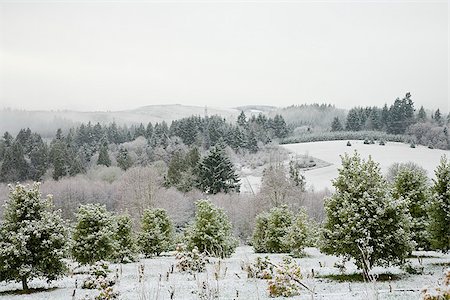 simsearch:673-02801432,k - Holly farm with trees and bushes lightly covered in snow Stock Photo - Premium Royalty-Free, Code: 673-02801443