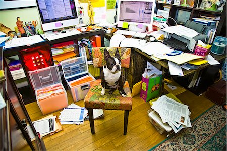 Boston terrier sitting at messy desk Stock Photo - Premium Royalty-Free, Code: 673-03405789