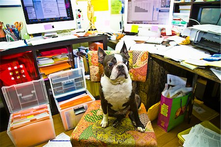 Boston terrier sitting at messy desk Stock Photo - Premium Royalty-Free, Code: 673-03405790