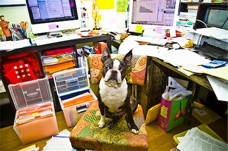 Boston terrier sitting at messy desk Stock Photo - Premium Royalty-Free, Code: 673-03405791