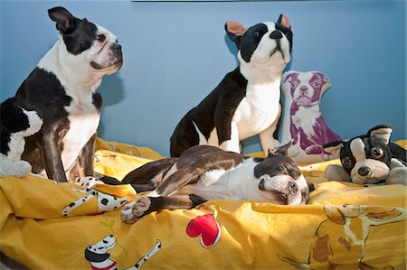 simsearch:673-03826592,k - dogs and toys on child's bed Stock Photo - Premium Royalty-Free, Code: 673-03826385