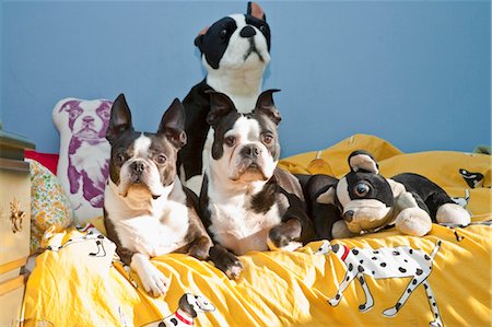simsearch:673-03826592,k - dogs and toys on child's bed Stock Photo - Premium Royalty-Free, Code: 673-03826390