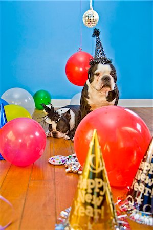 playful dog not playing not people - dogs in party hats with balloons Stock Photo - Premium Royalty-Free, Code: 673-03826588