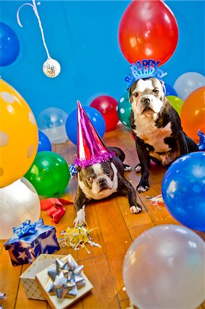 party favor - dogs in party hats with balloons Stock Photo - Premium Royalty-Free, Code: 673-03826597