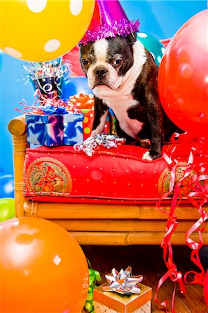 playful dog not playing not people - dog in party hat with balloons Stock Photo - Premium Royalty-Free, Code: 673-03826619