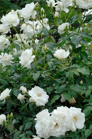 rosal - White rose bush Foto de stock - Sin royalties Premium, Código: 689-05610123