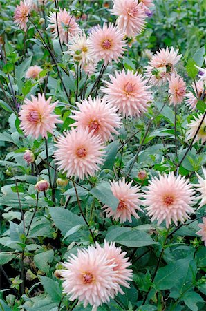 simsearch:689-05610169,k - Blooming dahlia in garden Stock Photo - Premium Royalty-Free, Code: 689-05610171