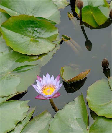 simsearch:689-05610353,k - Water lily blossom Stock Photo - Premium Royalty-Free, Code: 689-05610207