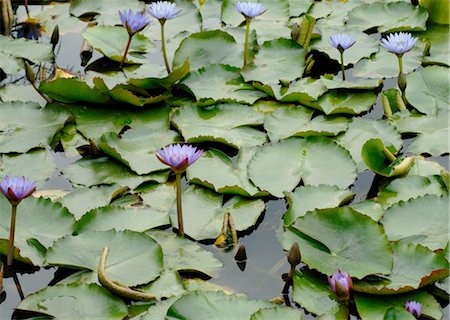simsearch:689-05610353,k - Water lily blossoms Stock Photo - Premium Royalty-Free, Code: 689-05610208