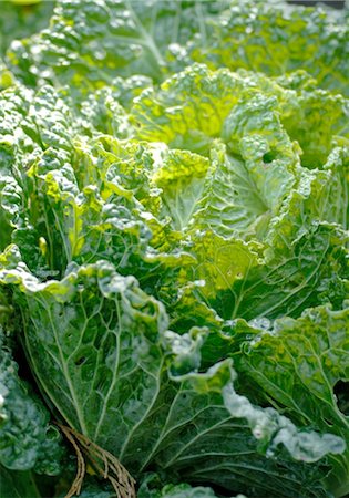 simsearch:689-05610878,k - Green cabbage Stock Photo - Premium Royalty-Free, Code: 689-05610236