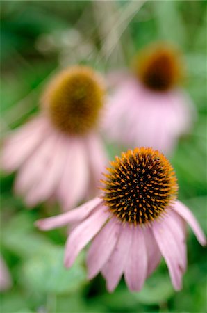 simsearch:689-05610353,k - Blooming purple cornflower Stock Photo - Premium Royalty-Free, Code: 689-05610232